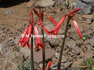 Zephyranthes tenuiflora