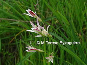 Leucocoryne alliacea