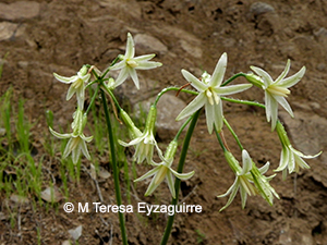 Leucocoryne conferta