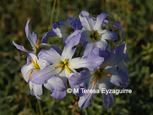 Leucocoryne coquimbensis