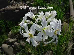 Leucocoryne coquimbensis var. alba