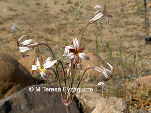 Leucocoryne dimorphopetala