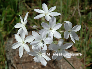 Leucocoryne ixioides