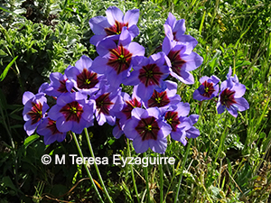 Leucocoryne purpurea