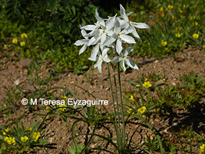 Leucocoryne talinensis