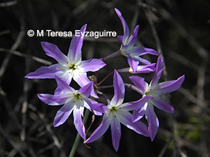 Leucocoryne violacescens