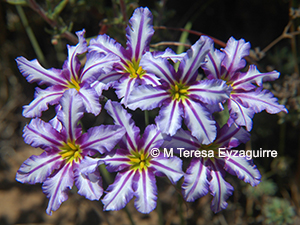 Leucocoryne vittata