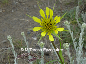 Tragopogon pratensis