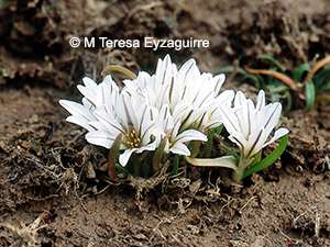 Tristagma sessile