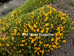 Anarthrophyllum gayanum