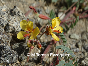 Hoffmannseggia prostrata