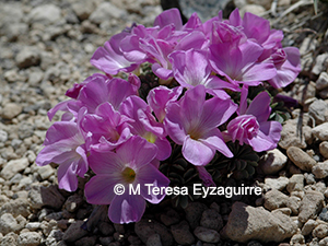 Oxalis adenophylla
