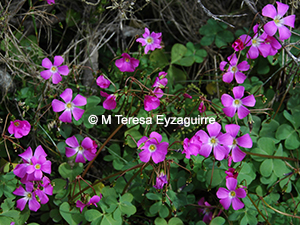 Oxalis arenaria