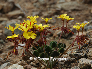 Oxalis atacamensis