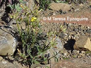 Oxalis bifurcatifolia
