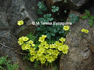Oxalis bulbocastanum