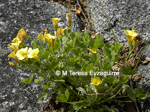 Oxalis cinerea