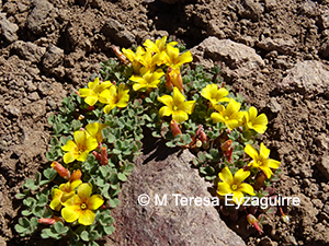 Oxalis compacta