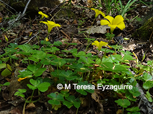Oxalis dumetorum