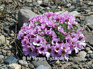Oxalis enneaphylla