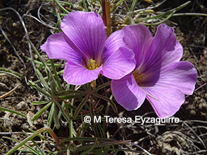 Oxalis laciniata