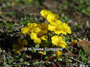 Oxalis perdicaria