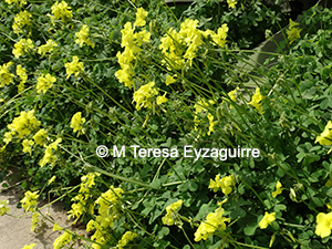 Oxalis pes-caprae