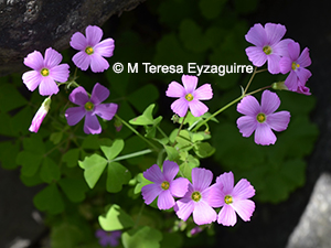 Oxalis rosea