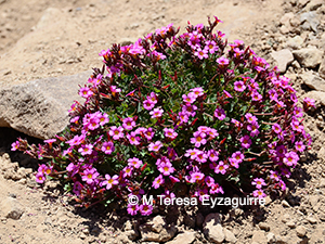 Oxalis squamata