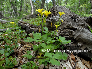 Oxalis strictula