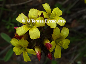 Oxalis tortuosa