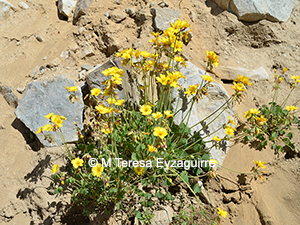 Oxalis valdiviensis