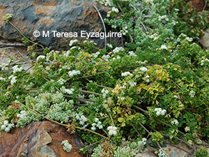 Apium chilense