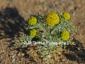Asteriscium closii