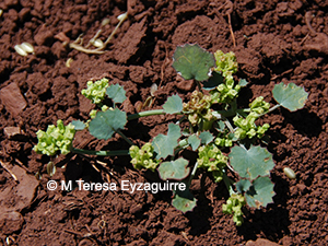 Asteriscium aemocarpon