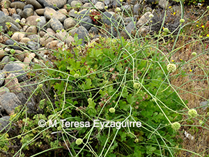 Asteriscium chilense