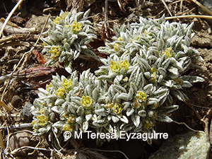 Azorella ameghinoi