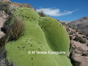 Azorella compacta
