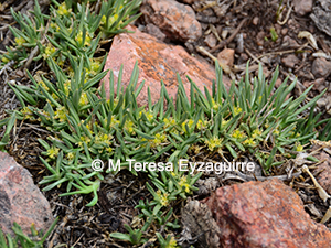 Azorella cryptantha