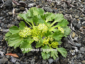 Azorella diversifolia