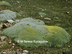 Azorella madreporica