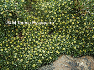 Azorella monantha