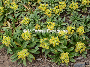 Azorella ruizii