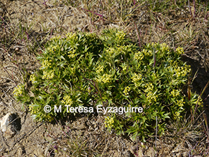 Azorella spinosa