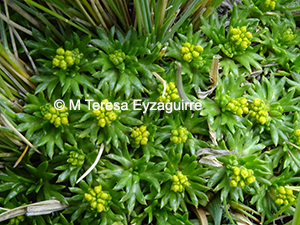 Azorella trifurcata