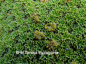 Bolax gummifera