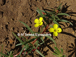 Camissonia dentata