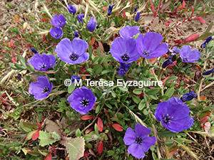Clarkia tenella