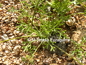 Domeykoa oppositifolia