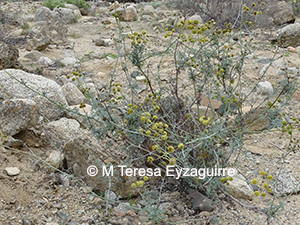 Eremocharis fruticosa